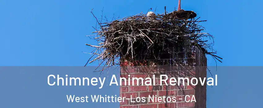  Chimney Animal Removal West Whittier-Los Nietos - CA