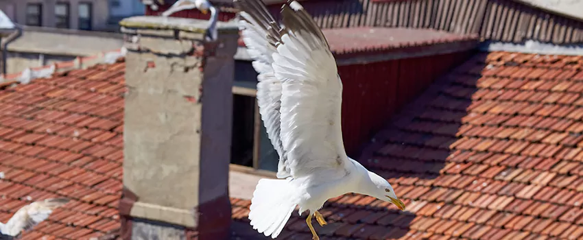 Residential Chimney Animal Removal Solution in West Whittier-Los Nietos, CA